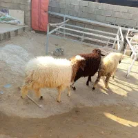 چهار عدد بره فروشی سه نر یک ماده|حیوانات مزرعه|برازجان, |دیوار