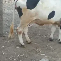 گاو نوعر