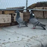 کبوترنژادخطی‌ماده