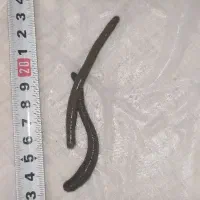 زالوی طبی استریل در تمام سایزها|آرایشی، بهداشتی، درمانی|اسکو, |دیوار