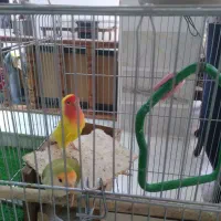 طوطی کو توله برزیلی