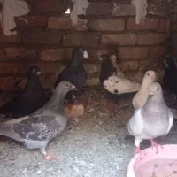کبوتر نرماده نرنعاوضه