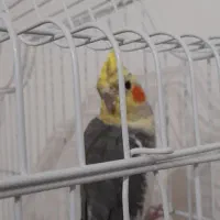 فروش انواع عروس هلندی های زیبا|پرنده|رامهرمز, |دیوار