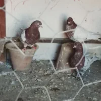 کبوتر|پرنده|خسروشاه, |دیوار