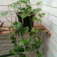 گیاه|گل و گیاه طبیعی|میبد, |دیوار