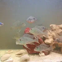 ماهی پرکسیموس کت