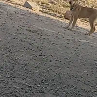 سگ سرابی|سگ|باسمنج, |دیوار