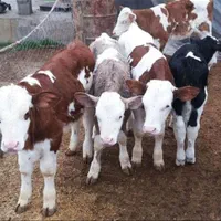 فروش گوساله های اصیل|حیوانات مزرعه|بندر ترکمن, |دیوار