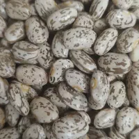 فروش عمده لوبیا چیتی ارتشی ارگانیک