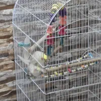 جفت مولد با قفس‌و‌جوجه|پرنده|شیراز, شهرک والفجر|دیوار