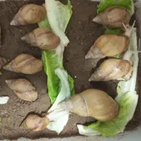 حلزون و لاک