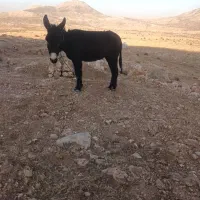 الاغ ماده جوان