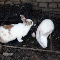 خرگوش|موش و خرگوش|مینودشت, |دیوار