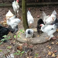 ۱۰ عدد مرغ و خروس برهما