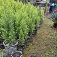 کاج لاوسون طلایی|گل و گیاه طبیعی|کلاچای, |دیوار