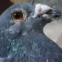 کبوتر|پرنده|شیراز, آبیاری|دیوار