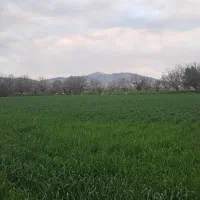 گندم طلایی بذری