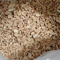 بادام زمینی ایرانی دو آتیشه استانه اشرفیه