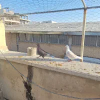 یه پشت سوسنی المانی با یه قوره ای هر دو نر