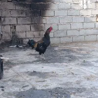 مرغ و خروس لاری و گپن ریشو و گلی اصل|حیوانات مزرعه|ایلام, |دیوار