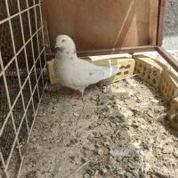 نر تهرانی پرشی به شرط