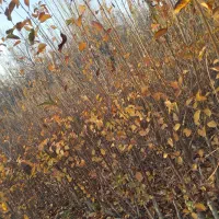 رقم نهال های 1ساله و 2ساله|گل و گیاه طبیعی|دیواندره, |دیوار