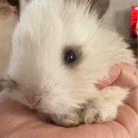 بچه خرگوش های خوشگل