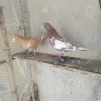 سرور ومیلیمنزنروماده