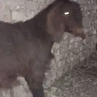 کهره چاق وچله