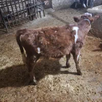 گوساله ماده|حیوانات مزرعه|ماهیدشت, |دیوار