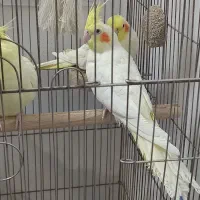 عروس هلندی نر سخنگو