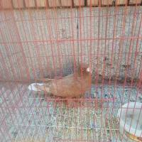 نرزرددم سفید نروماده یک کت