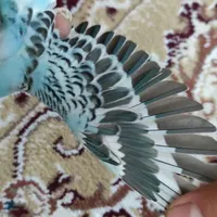 مرغ عشق|پرنده|صباشهر, |دیوار