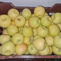 سیب درختی زرد و قرمز|خوردنی و آشامیدنی|شیراز, کاراندیش|دیوار