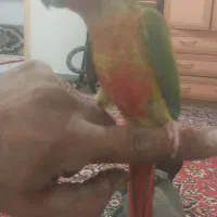یک عدد جوجه گرینچیک دوجفت عروس هلندی عروسکسبام|پرنده|هشتگرد, هشتگرد قدیم|دیوار