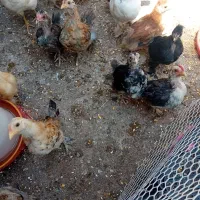 مرغ و خروس  ، جوجه نیمچه ، جوجه ۱ ماهه
