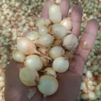 پیاز غده زرد اسگرو گلدونای  کیلویی ۳۰ملیون