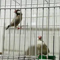 فنچ مصری درجه یک