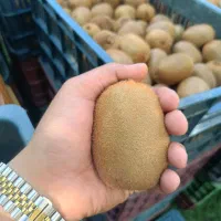 خریدار کیوی شما به صورت تناژ بالا