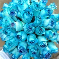 رز شاخه ۵۷ تومن  هدیه روز دختر/ دسته گل