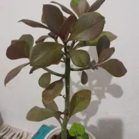 گل گل گل|گل و گیاه طبیعی|بروجرد, |دیوار