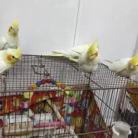 عروس هلندی|پرنده|قم, شهرک فاطمیه|دیوار