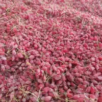 زرشک پفکی روی داربست عکس متعلق به این زرشک نیست