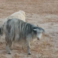 فروش بز