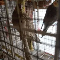 جفت عروس مولد