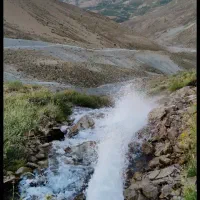 کبوتر کود کفتر