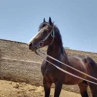 فروش کره مادیان