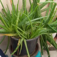 گل طبیعی الوورا