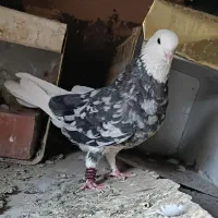 سلام چهارتا نر