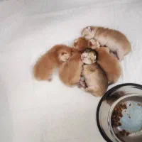 گربه نژاددار|گربه|اصفهان, مهدی آباد|دیوار